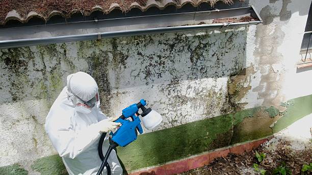Top rated local Mold Remediation specialists in Kingston, TN